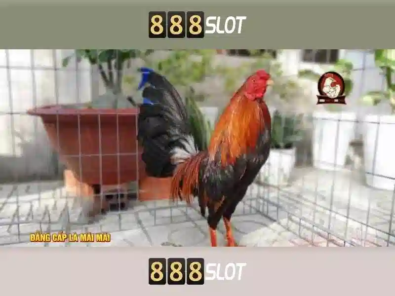 Ứng Dụng 888slot App
